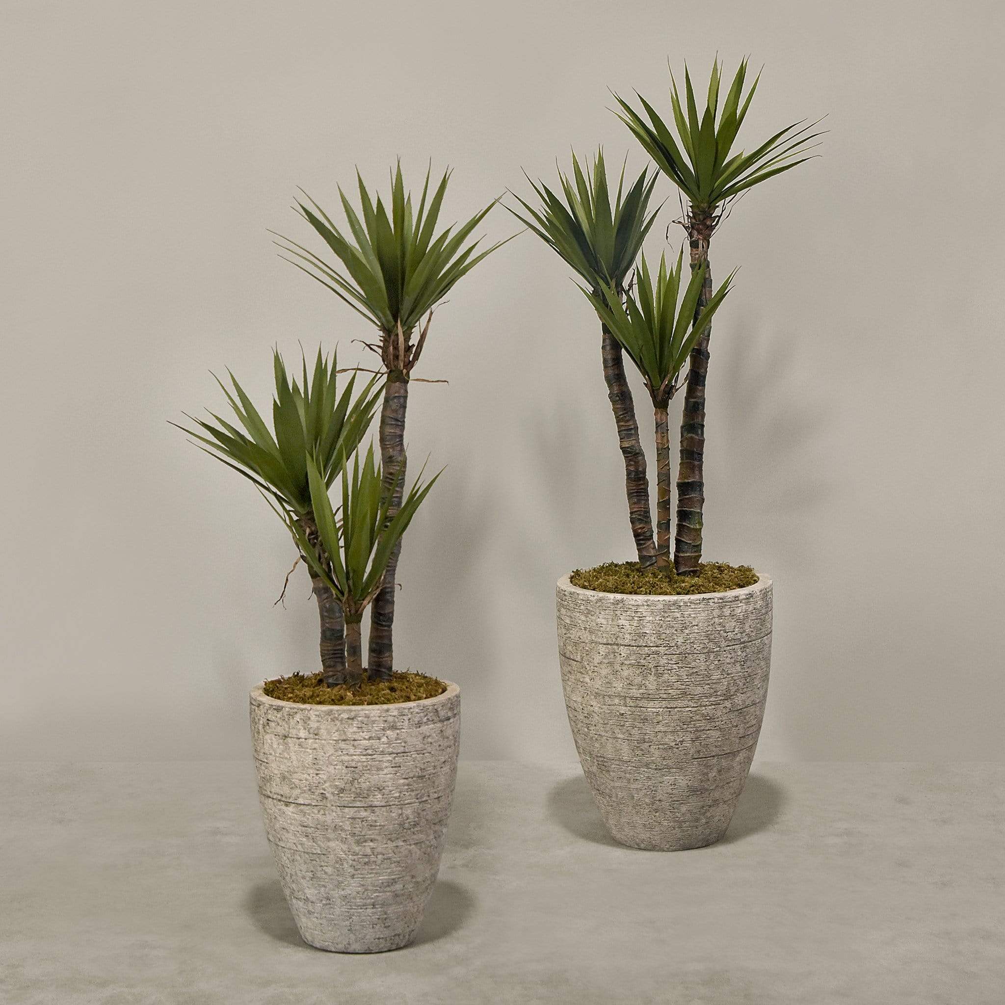 نبات يوكا اصطناعي في أصيص