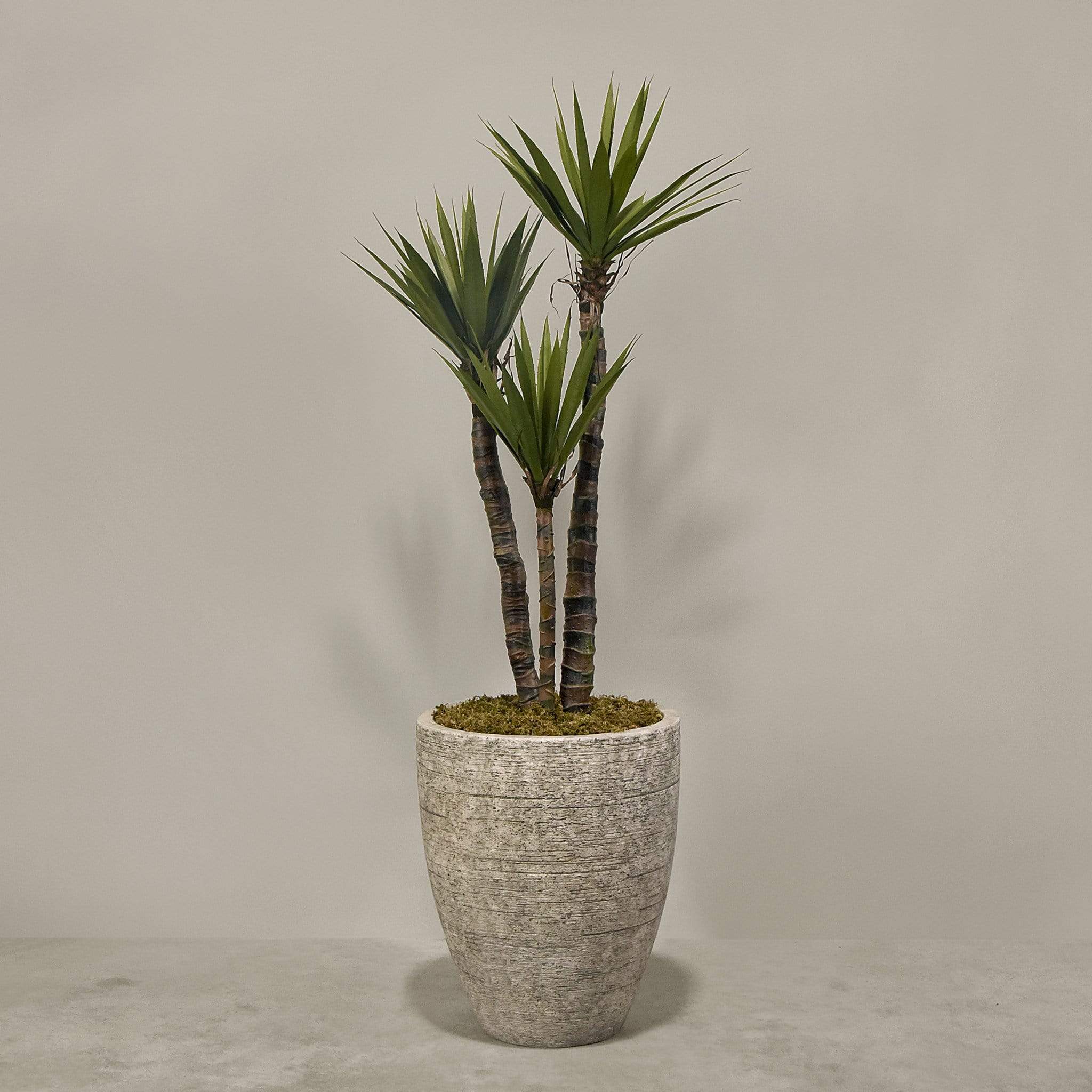 نبات يوكا اصطناعي في أصيص