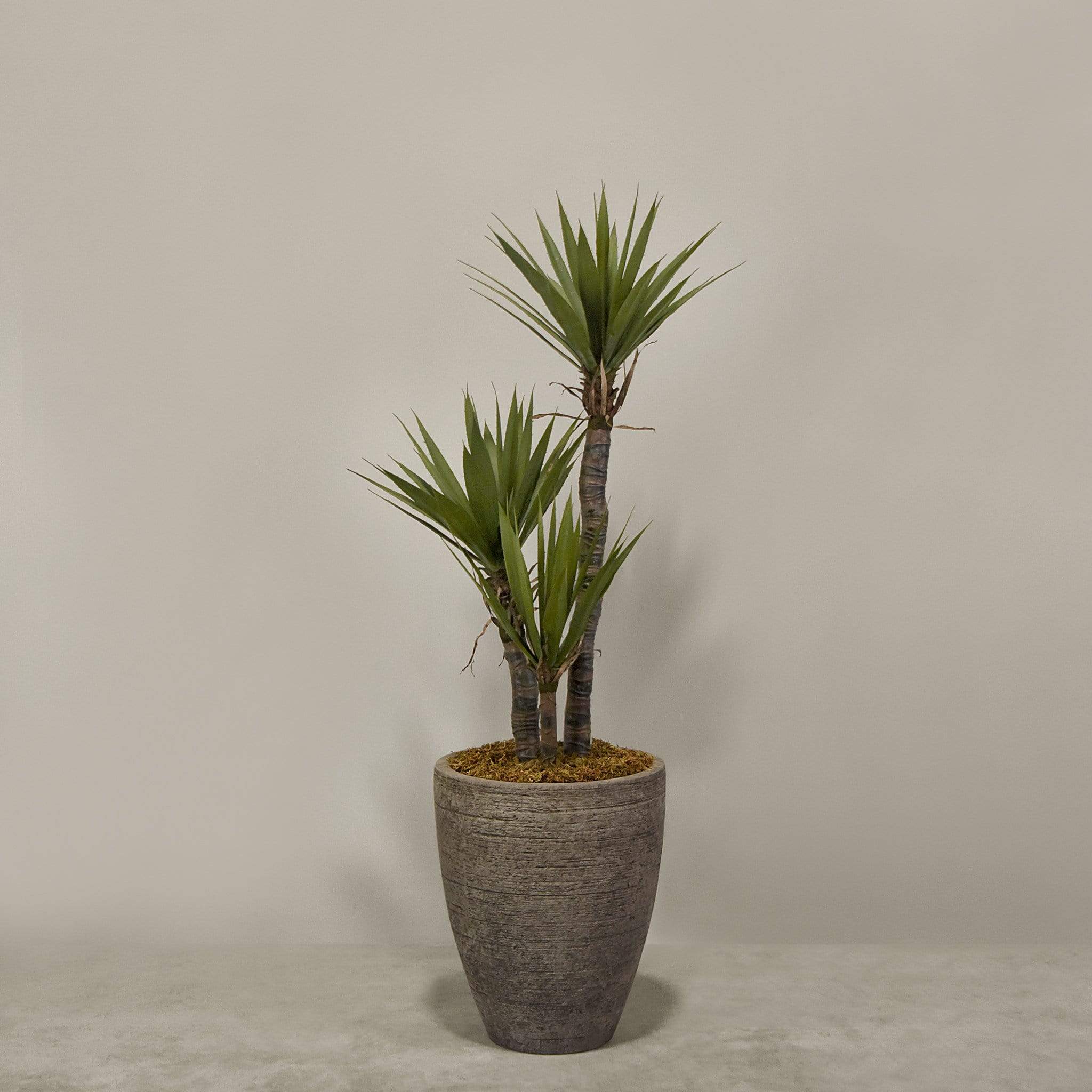 نبات يوكا اصطناعي في أصيص