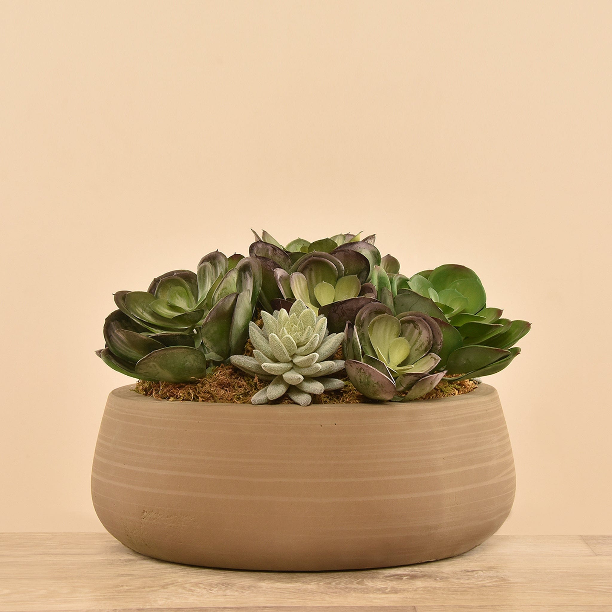 تشكيلة نباتات عصارية صناعية