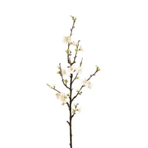 أزهار الأشجار