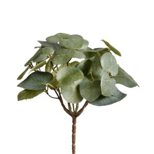 أوكاليبتوس (تهجئة بديلة)