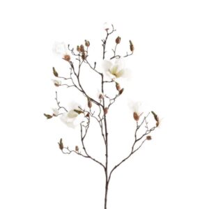 خيارات عامة/أنيقة