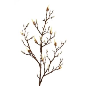 زهرة الماغنوليا