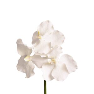 ساق أزهار الفاندا