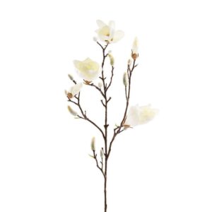 محايد/قصير: ماغنوليا