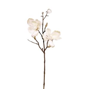 غصن زهرة الماغنوليا المخملية