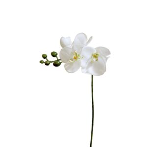 غصن أوركيد