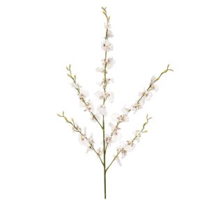 أوركيد الراقصة