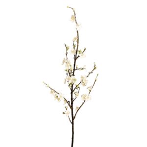 أزهار الأشجار