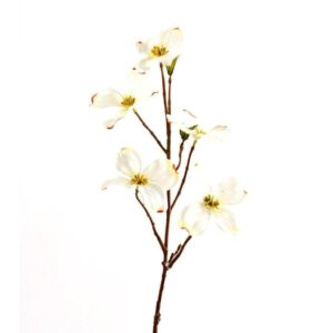 أزهار القرانيا