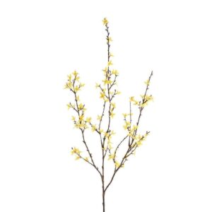 فورسيتيا — شجيرة زينة