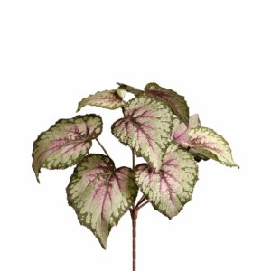 نبات بيجونيا شجيري