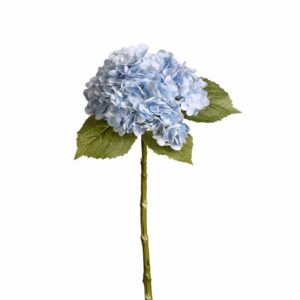 هدرانج — زهرة الهيدرانجيا