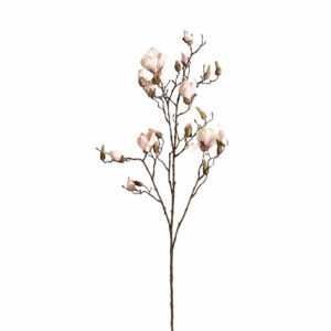 زهرة الماغنوليا