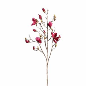 زهرة الماغنوليا