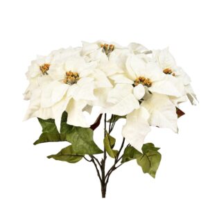 زهرة البوينسيتيا