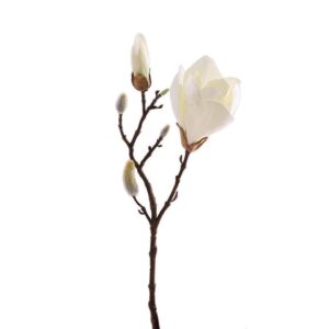 زهرة الماغنوليا