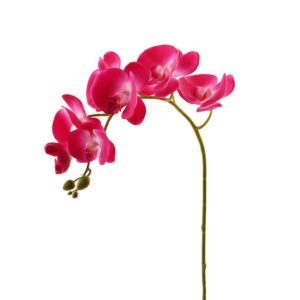 غصن أوركيد