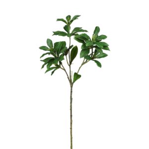 الغصن الأخضر