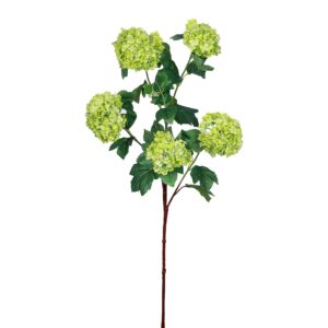 غصن بكرة ثلجية