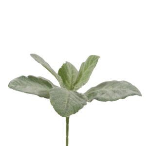 عشبة المريمية