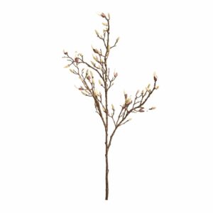 زهرة الماغنوليا