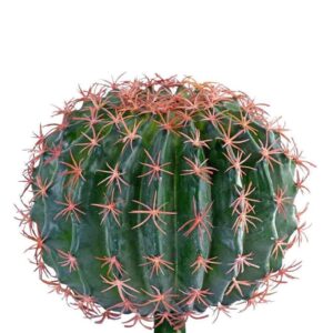 صبار كروي صغير