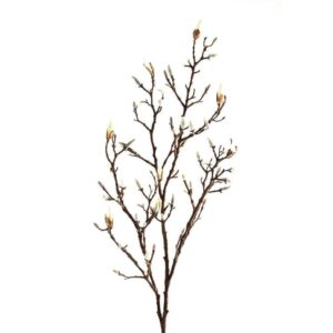 زهرة الماغنوليا