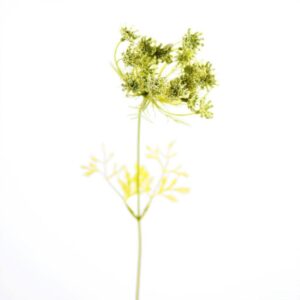 تراكيليوم (الاسم التجاري)