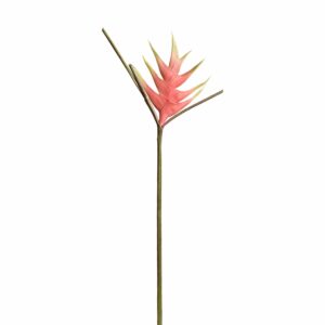 هيليكونيا (زهرة استوائية)