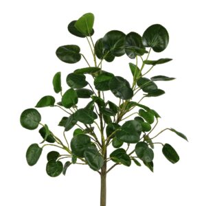 ساق نبتة المال الكبيرة