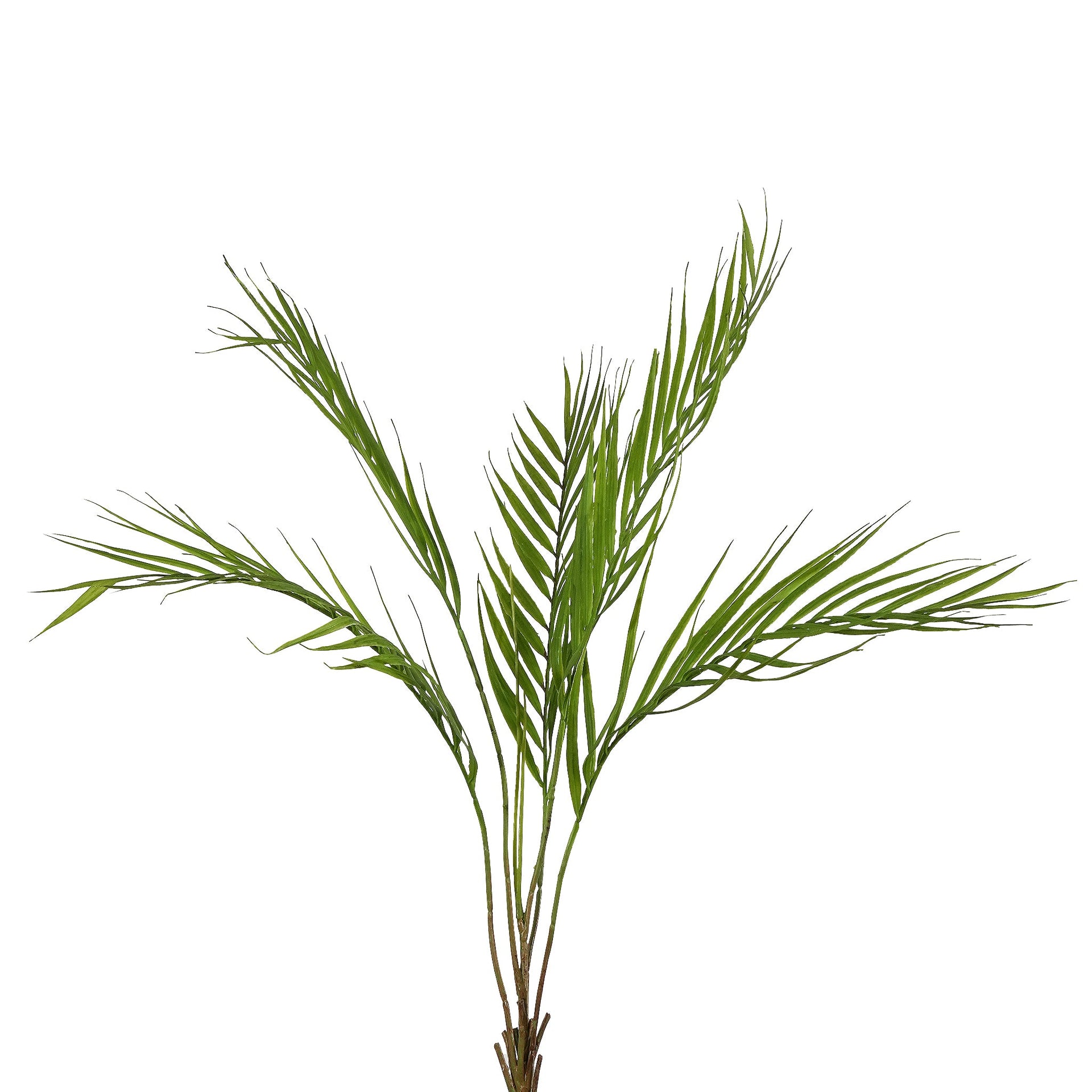 بخاخ النخيل