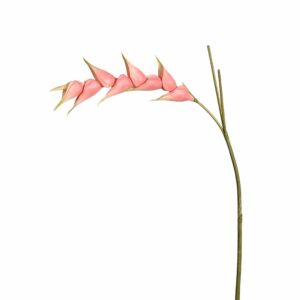 هيليكونيا (نبات استوائي مزهر)