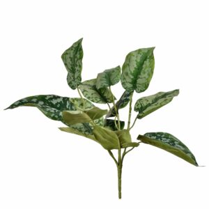 السكندابسوس