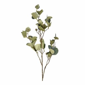 زيت الأوكالبتوس