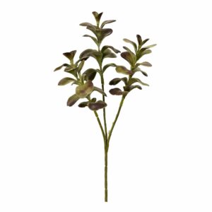 كالانشو (نبات زينة)