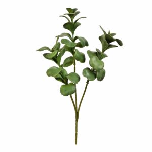 نبتة الكالانشو