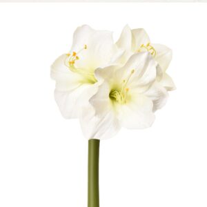 أمارلس — الإصدار المميز