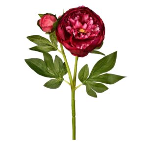 باقة فاوانيا