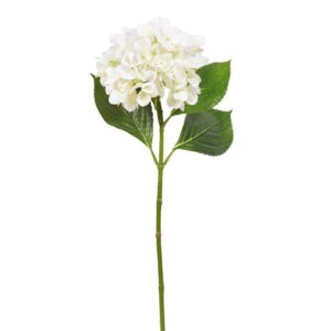 هيدرانج (تهجية بديلة)