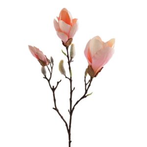 زهرة الماغنوليا