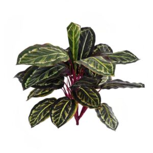 نبات مارانتا