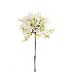 ناردين — الأصلية