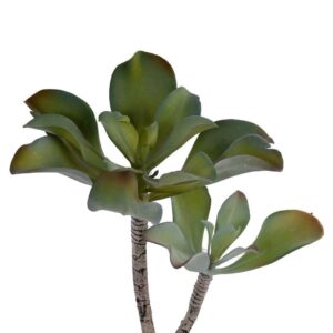 نبات عصاري فردي