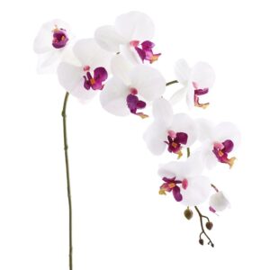 غصن أوركيد