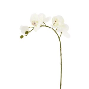 غصن أوركيد