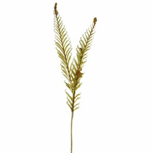 سرخس اصطناعي