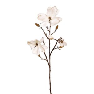 غصن أزهار الماغنوليا المخملية