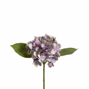 هيدرانجيا (هدرانج)